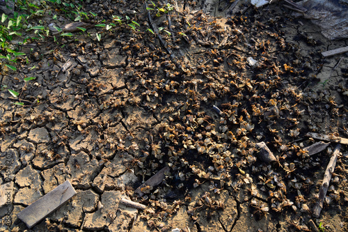 Abstract view of water lettuec on dried mud.