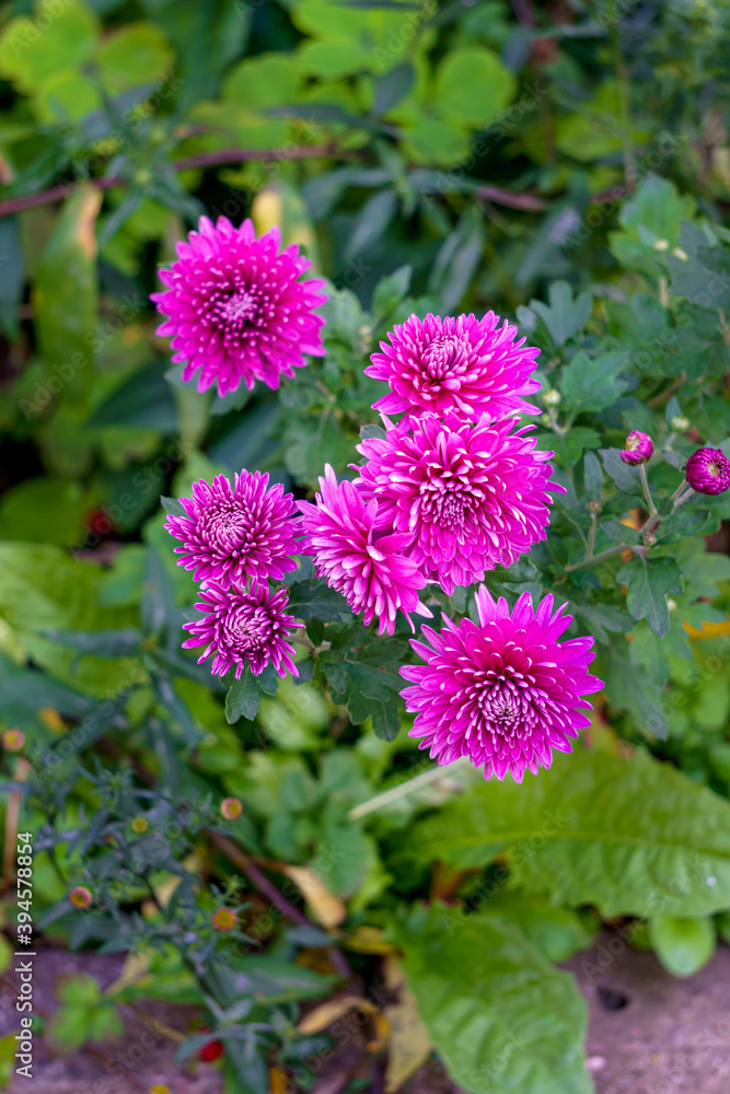 Bushes with flowers of purple chrysanthemums in the garden in autumn. Bushes with flowers of purple chrysanthemums in the garden in autumn.
