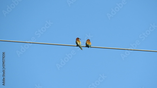 Merops apiaster