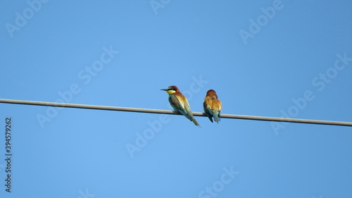 Merops apiaster