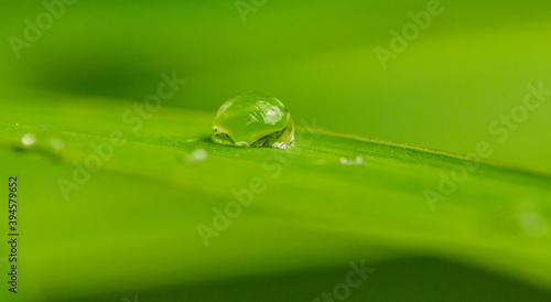 drops of water on grass blade