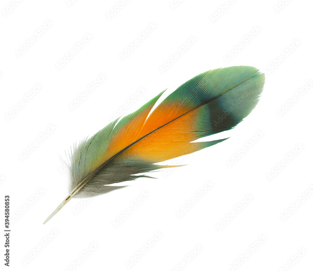 Obraz premium Colorful beautiful parrot lovebird feather isolated on white background