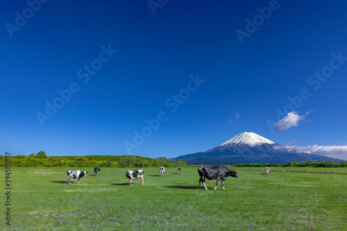 青空と富士山を背景にした高原の牧場で草を食む牛数頭 