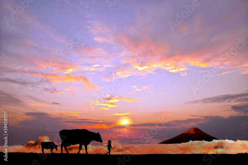 オレンジの空を背景に草原の牧場で牛を曳く少女のシルエット