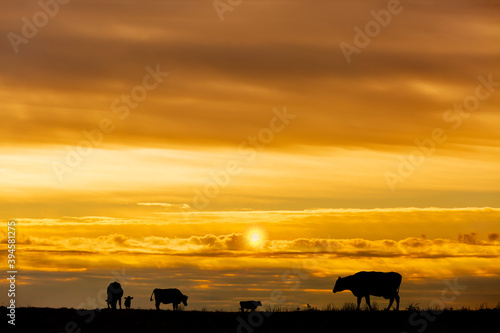 夕陽を背景に高原の牧場で草を食む複数の牛のシルエット