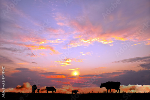 オレンジに染まる空を背景に高原の牧場で草を食む複数の牛のシルエット