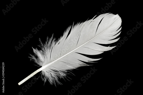Beautiful white feather isolated on black background