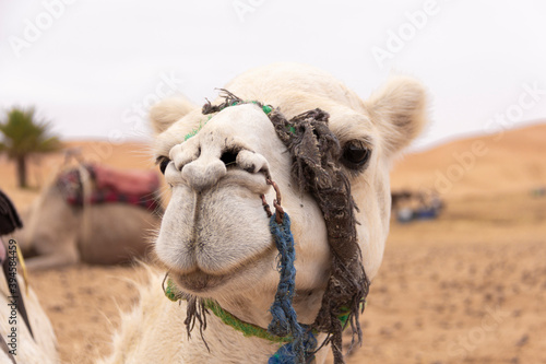 domestic dromedary in the desert in morocco at sunset