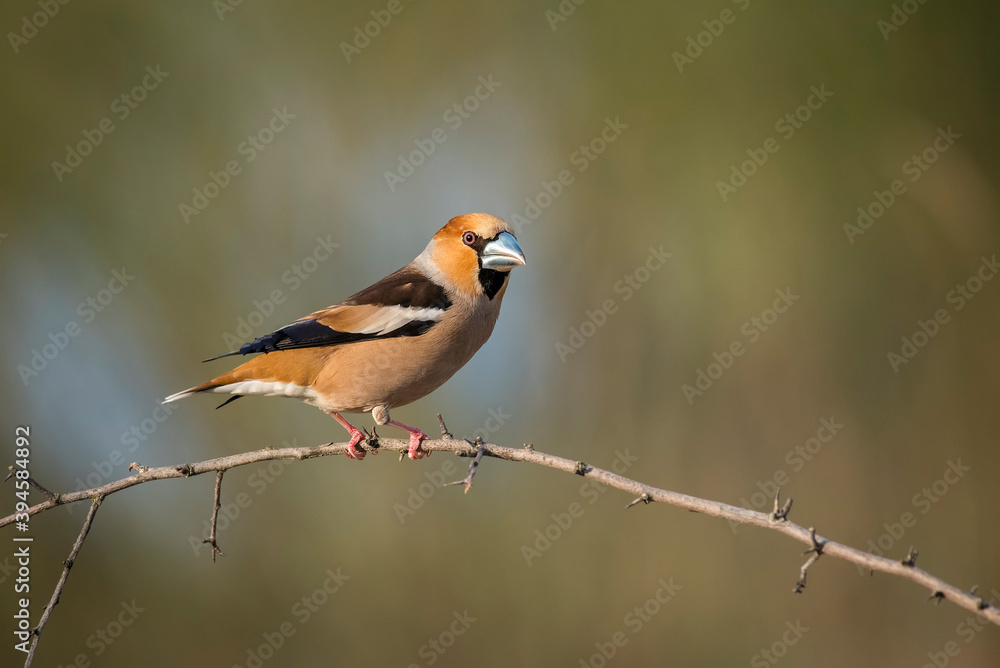Fototapeta premium Great bill perched on a branch with out of focus background