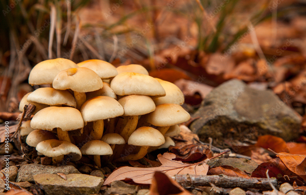 mushroom mushroom