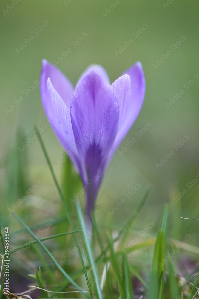 purple crocuses in the garden. First spring flowers.Lilac flowers purple crocuses in the garden. First spring flowers.Lilac flowers