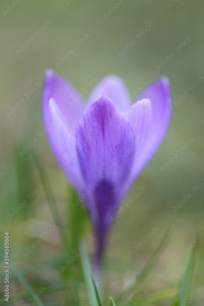 purple crocuse in the garden. First spring flowers.Lilac flowers on blurred green background purple crocuse in the garden. First spring flowers.Lilac flowers on blurred green background