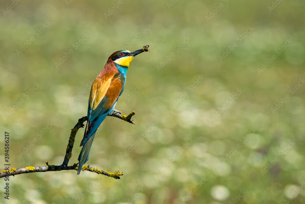 Fototapeta premium Bee-eater with a bee in its beak perched on a branch
