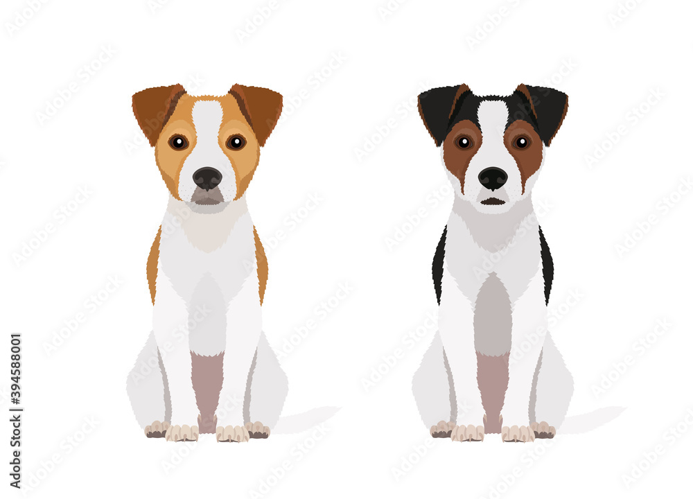 Vector portraits of two jack russell terriers in different colors isolated on white background Vector portraits of two jack russell terriers in different colors isolated on white background