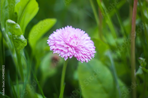 Pink Marguerite or Daisy flower growing in garden