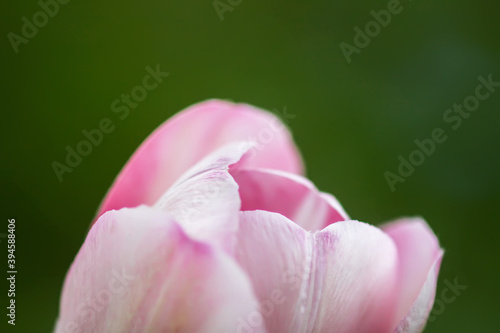 Beautiful spring tulip flower pink petals close up