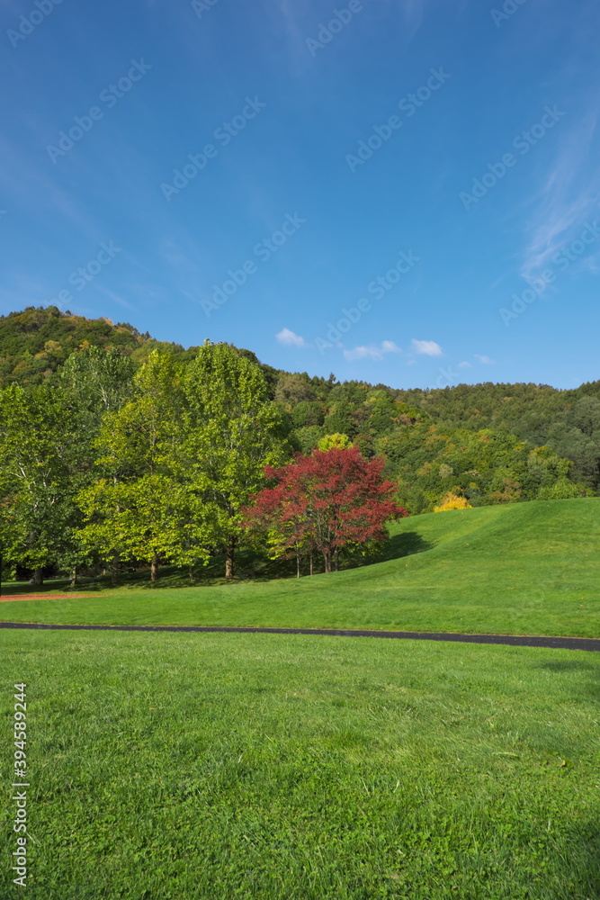 Obraz premium 秋の公園で紅葉した桜の木