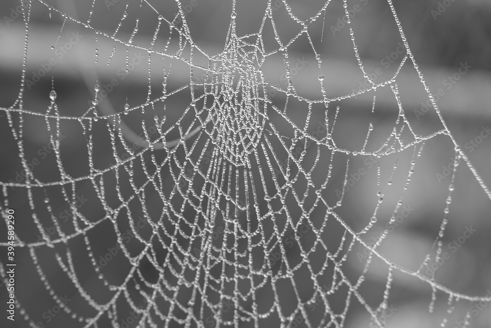 Obraz premium Spinnennetz mit Wassertropfen