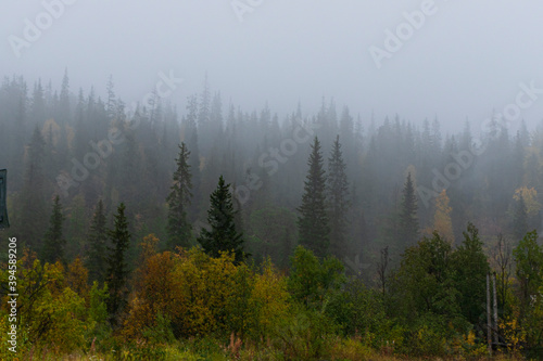 selective focus. fog in the autumn coniferous forest