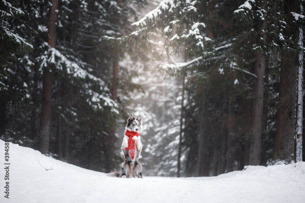 dog in the forest, winter mood. Obedient border collie in a scarf on nature. 