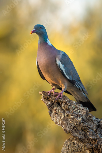 Wood pigeon perched on a log with yellow blur background