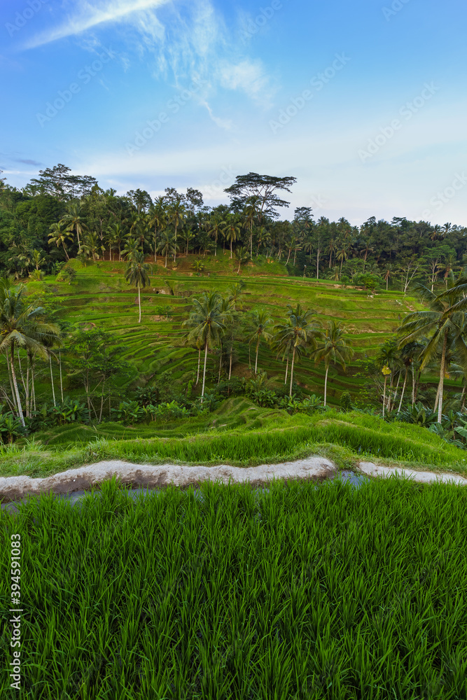 Rice fields Jatiluwih - Bali island Indonesia Rice fields Jatiluwih - Bali island Indonesia