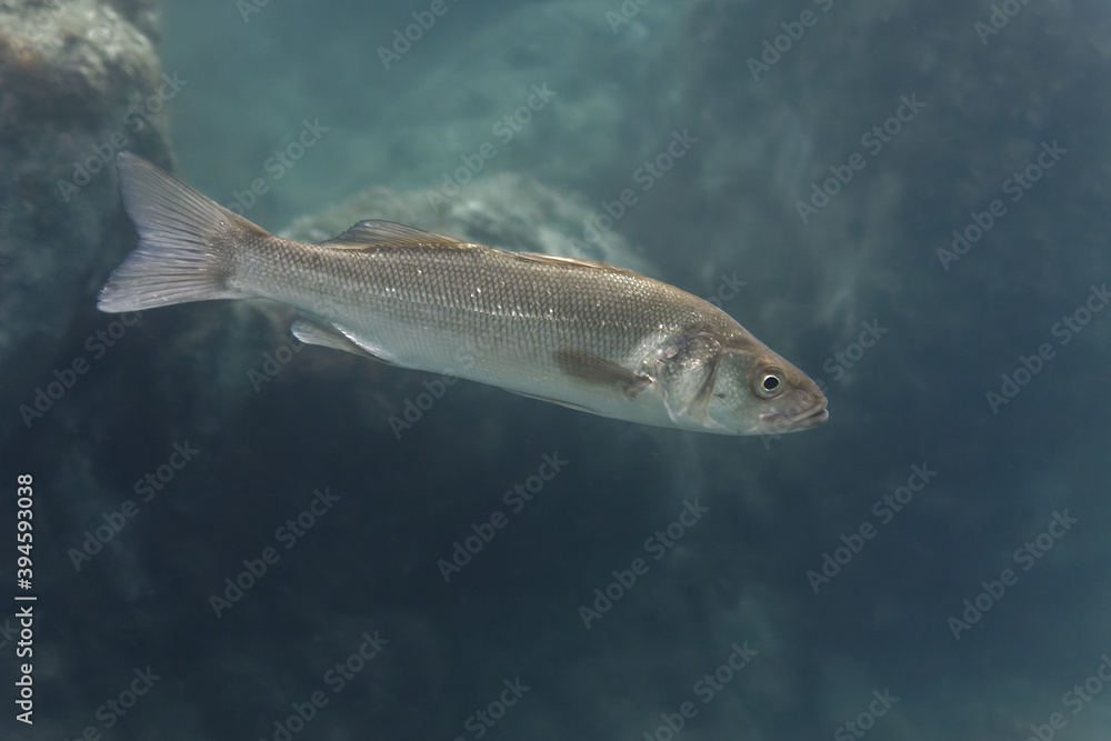 Bass (Dicentrarchus labrax) in Mediterranean Sea Bass (Dicentrarchus labrax) in Mediterranean Sea