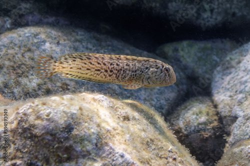 Rusty blenny or Black Sea blenny (Parablennius sanguinolentus) in Mediterranean Sea