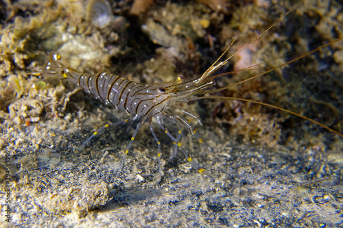 Common prawn or Glass prawn (Palaemon serratus) in Mediterranean Sea
