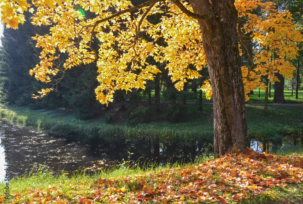 autumn in the park autumn in the park