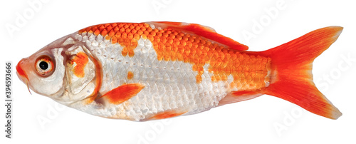 Koi carp fish isolated. Side view goldfish (Decorative crucian carp)