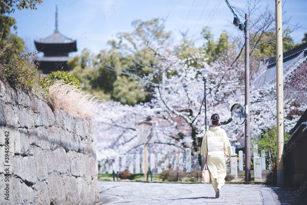 Obraz premium 京都の春 金戒光明寺の桜 着物ポートレート 日本人女性