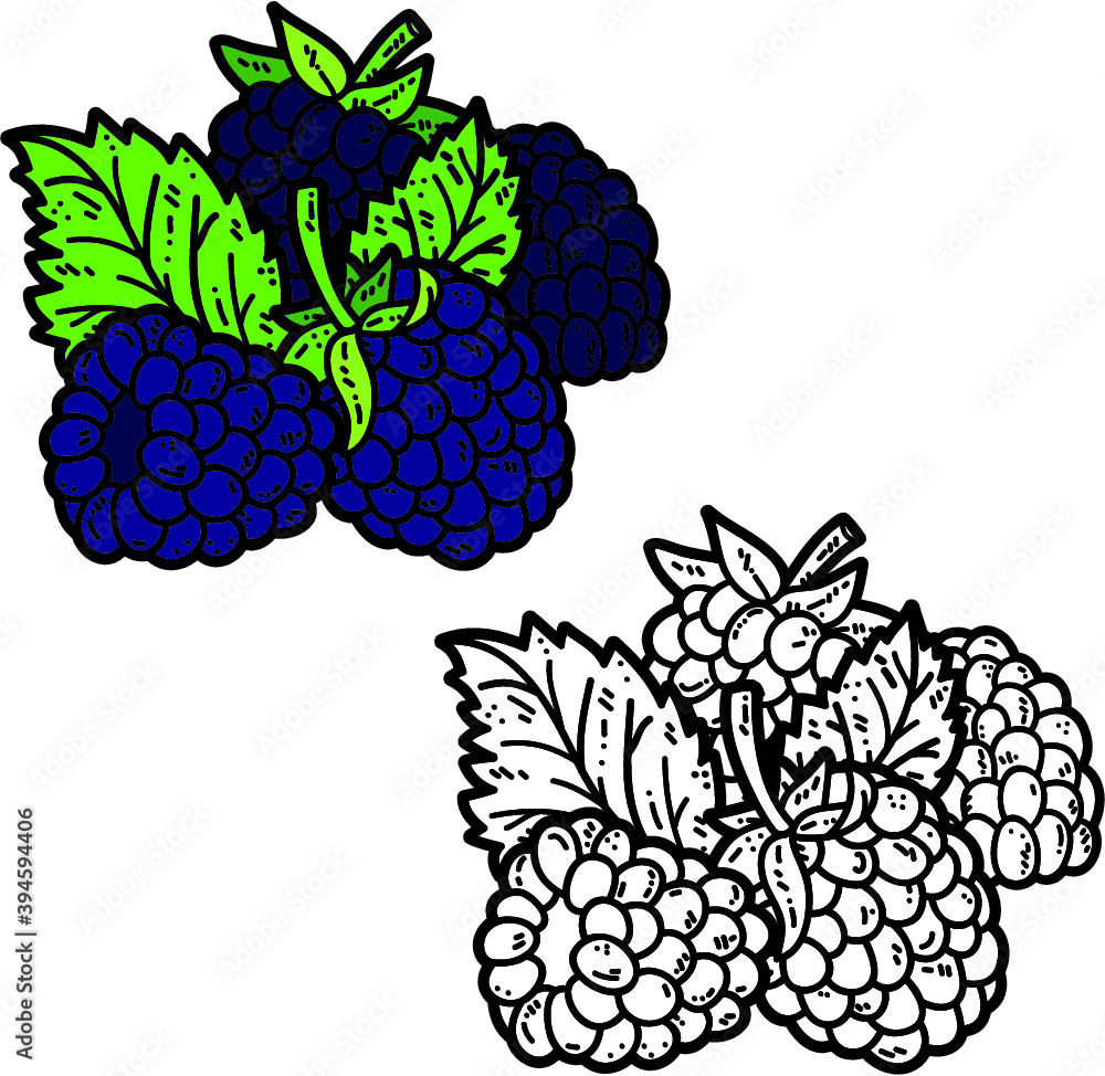 Vector cute hand drawn blackberries and leaf for coloring book Vector cute hand drawn blackberries and leaf for coloring book