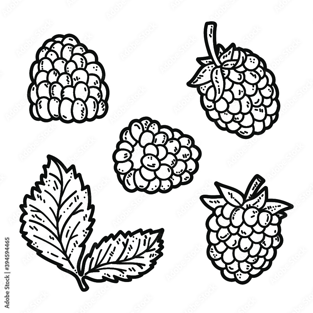 Vector set of cute hand drawn outlines blackberry Vector set of cute hand drawn outlines blackberry