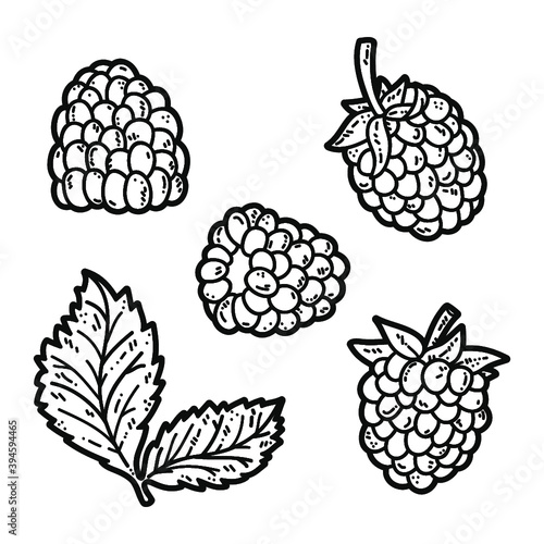Vector set of cute hand drawn outlines blackberry