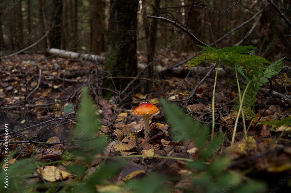 Poisonous mushroom fly agaric in the forest Poisonous mushroom fly agaric in the forest