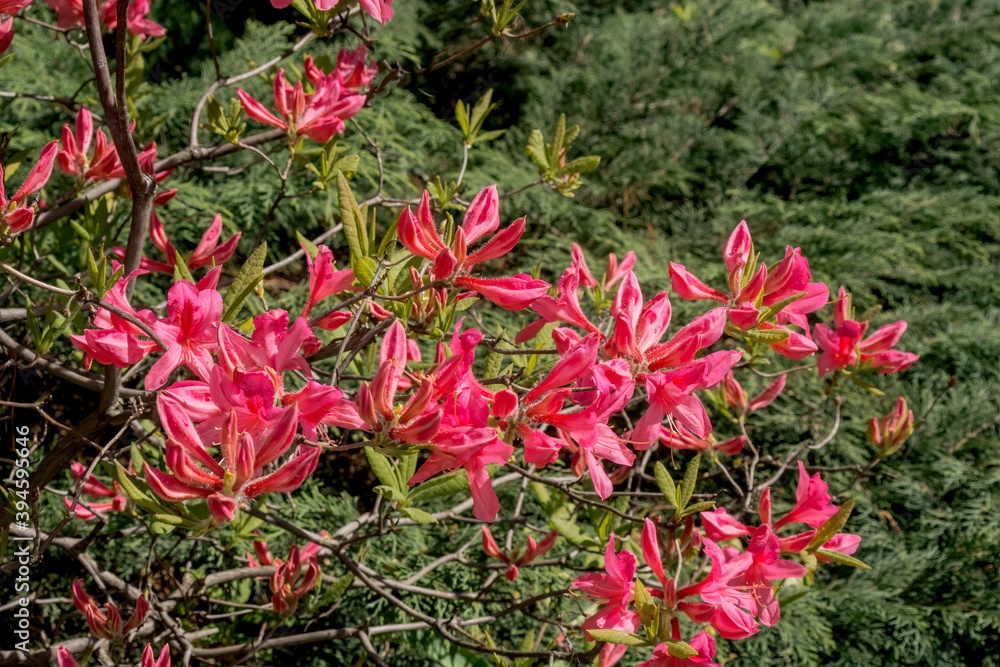Rhododendron Rosy Lights (Rhododendron kosterianum x roseum) in park