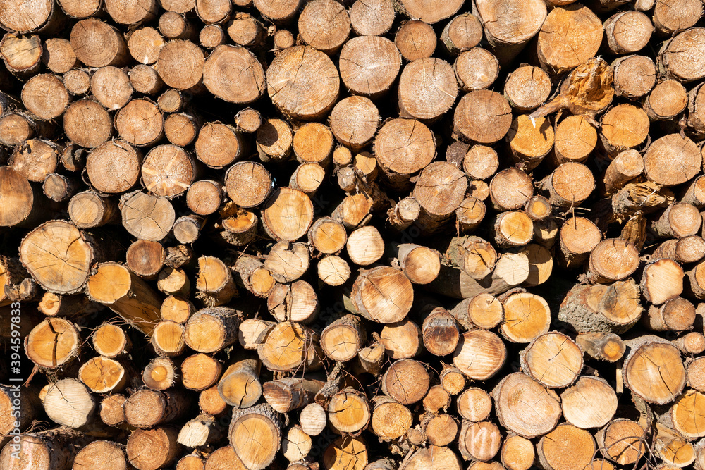 Hintergrund mit vielen Baumstämmen im Wald Hintergrund mit vielen Baumstämmen im Wald