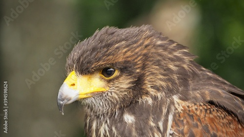 Obraz na płótnie Portrait of Hawk harris (Parabuteo) observes the surroundings
