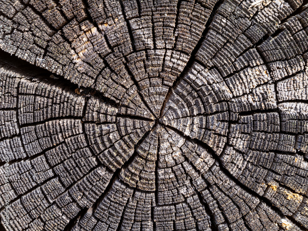 Old tree stump texture. Cross-section of the old tree