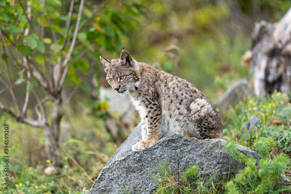 Lynx in green forest with tree trunk. Wildlife scene from nature. Playing Eurasian lynx, animal behaviour in habitat. Wild cat from Germany. Wild Bobcat between the trees Lynx in green forest with tree trunk. Wildlife scene from nature. Playing Eurasian lynx, animal behaviour in habitat. Wild cat from Germany. Wild Bobcat between the trees