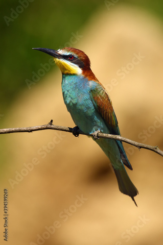 The European bee-eater (Merops apiaster) sitting on the branch