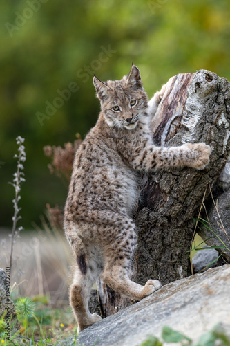 Lynx in green forest with tree trunk. Wildlife scene from nature. Playing Eurasian lynx, animal behaviour in habitat. Wild cat from Germany. Wild Bobcat between the trees