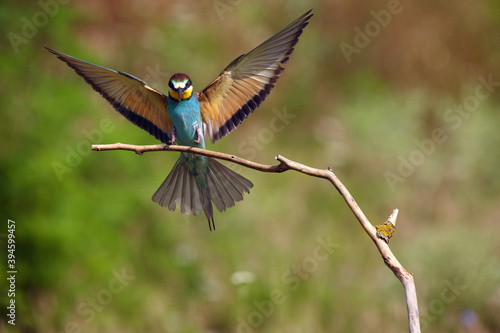 The European bee-eater (Merops apiaster) arrives at the branch