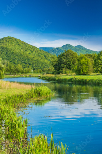 Fototapeta Naklejka Na Ścianę i Meble -  Gacka river between green fields, summer view, Lika region of Croatia, beautiful green landscape