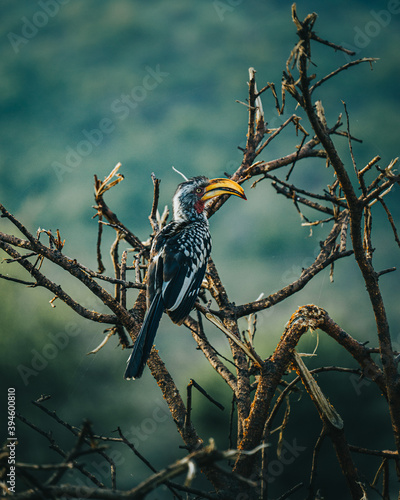 Hornbill on a tree branch