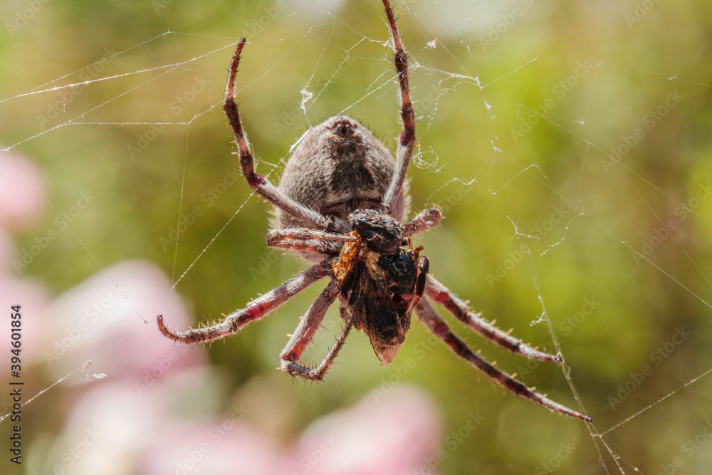 Knobbled Orbweaver eating a bee in a garden Knobbled Orbweaver eating a bee in a garden