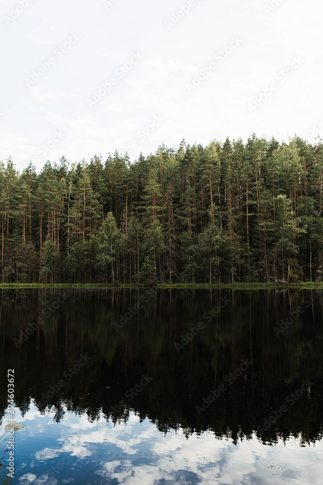 Landscape of forest with pines and black lake. Card of nature.