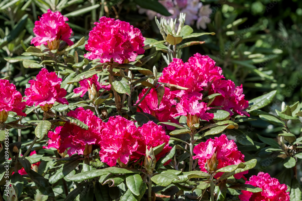Fototapeta premium Catawba Rhododendron Cultivar (Rhododendron catawbiense) in park