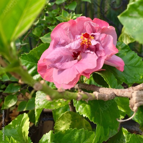 bee on a pink flower